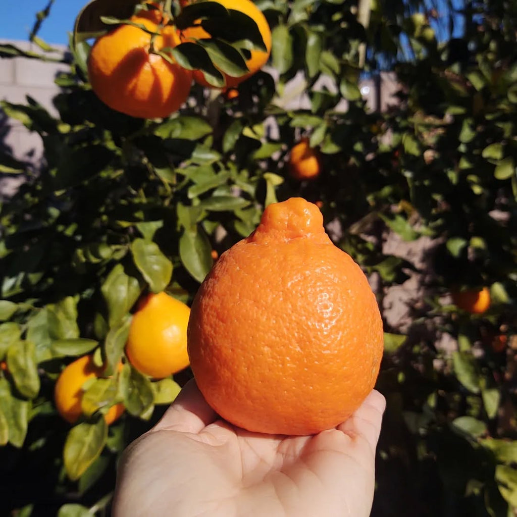 Minneola Tangelo Tree