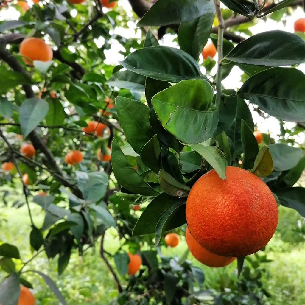 Sanguinello Orange Plant in Pakistan