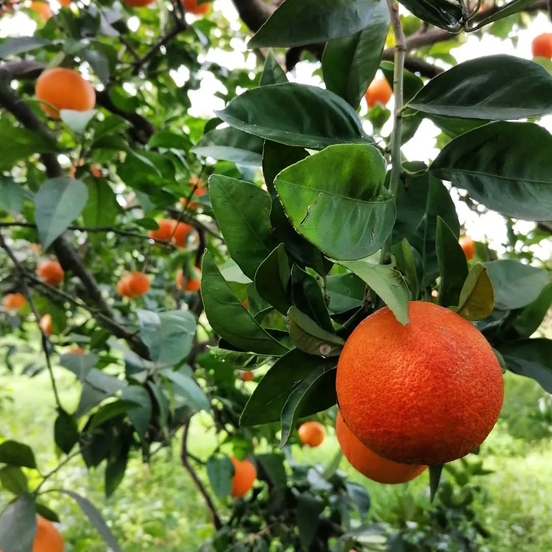 Sanguinello Orange Plant in Pakistan