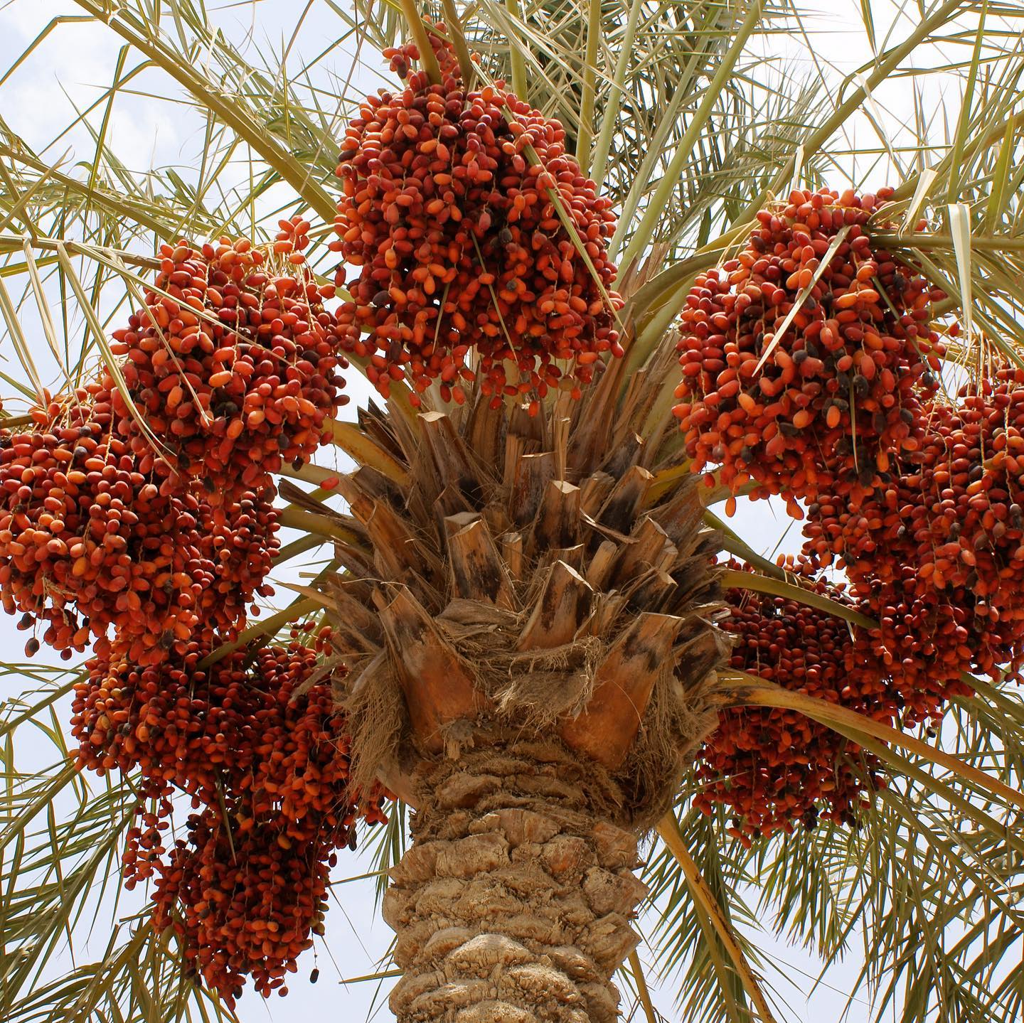 Date Palm Tree (Aseel)