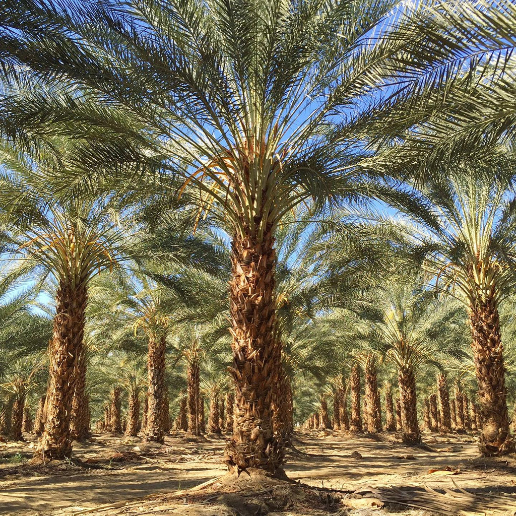 Date Palm Tree (Aseel)
