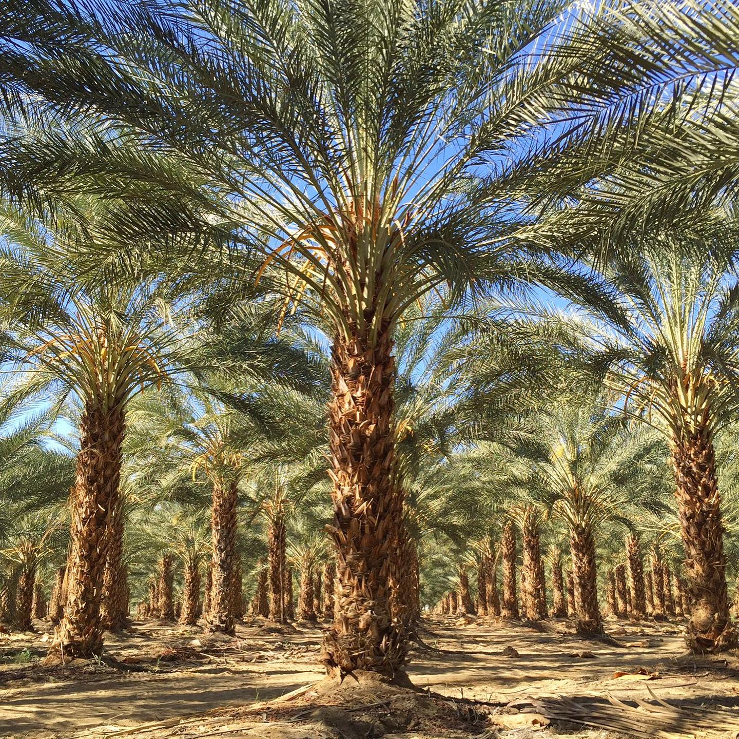 Date Palm Tree (Aseel)