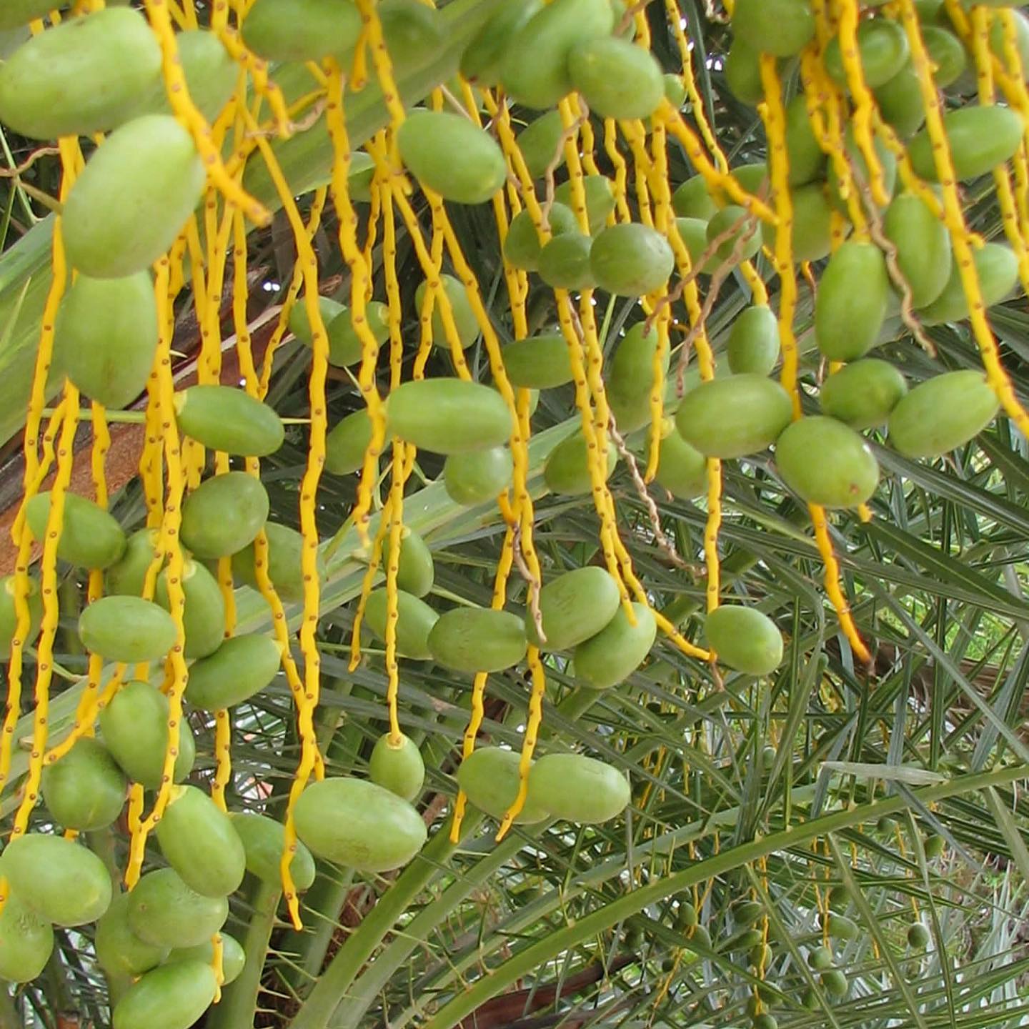 Date Palm Tree (Aseel)