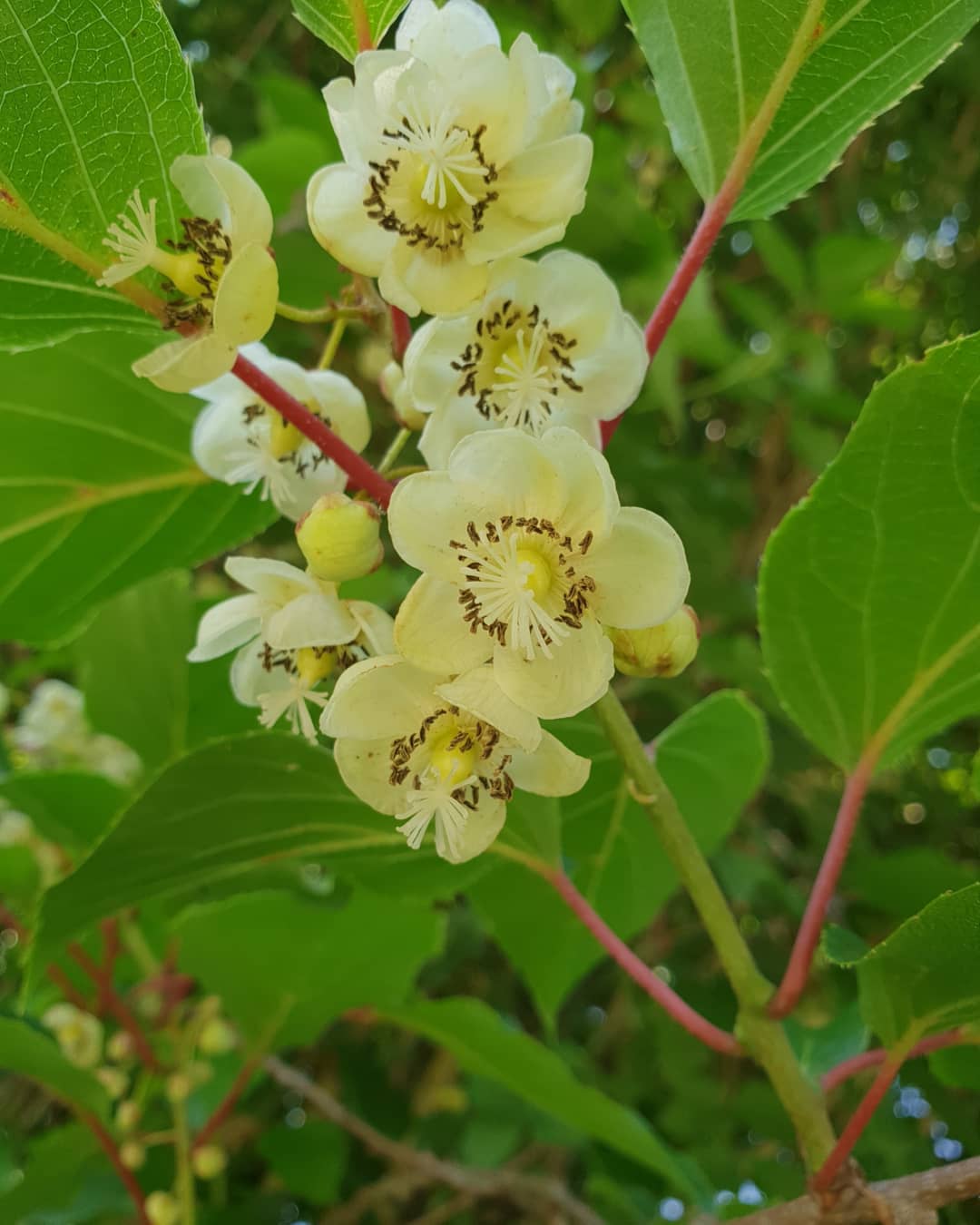Kiwi Vine
