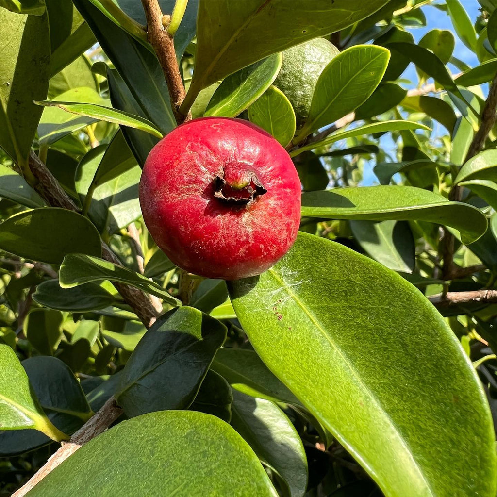 Strawberry Guava