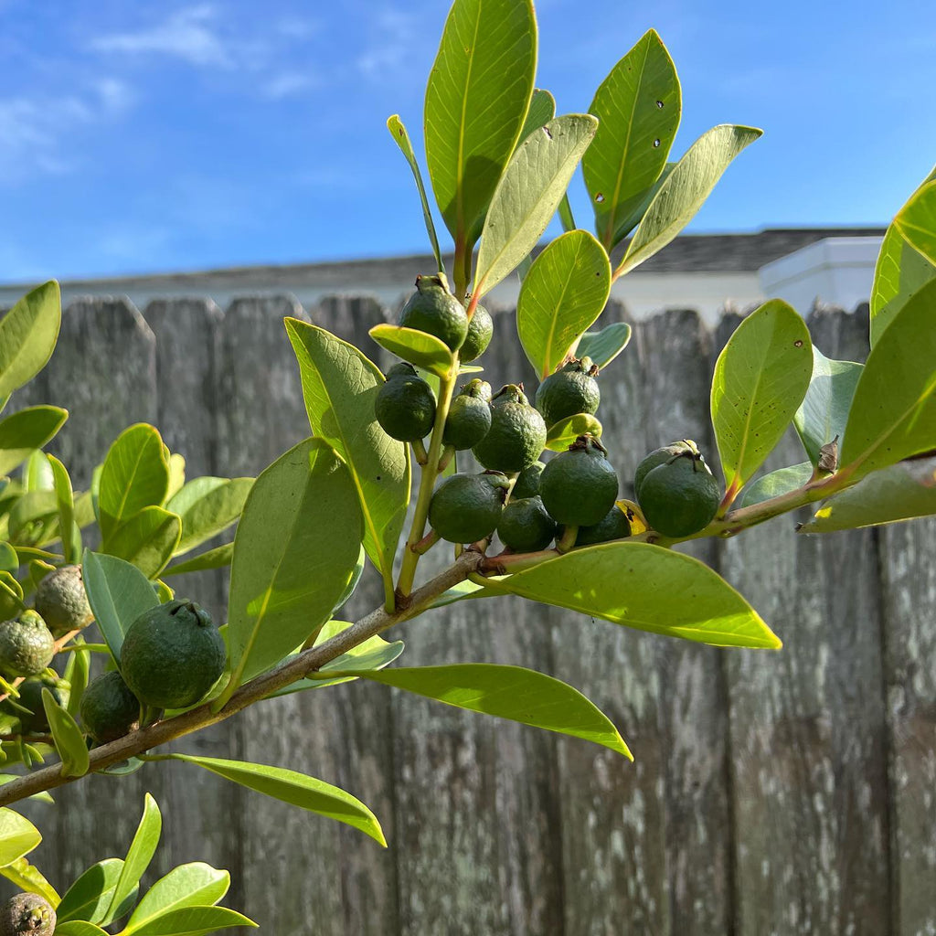 Strawberry Guava