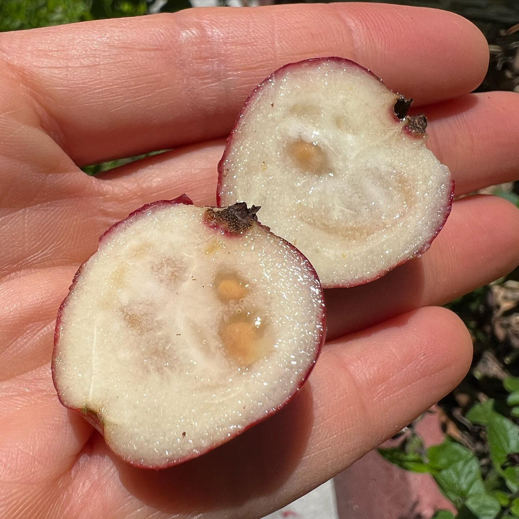 Strawberry Guava