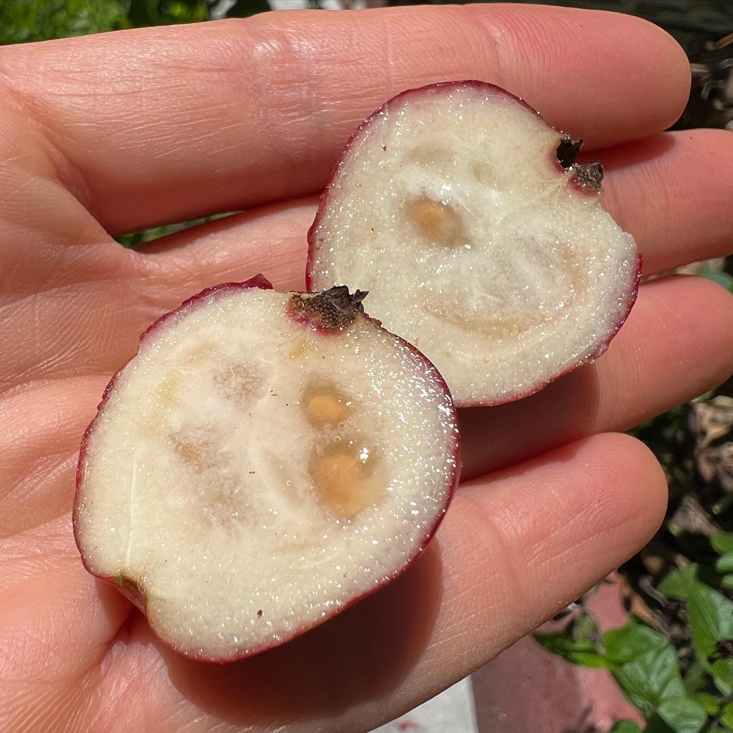 Strawberry Guava