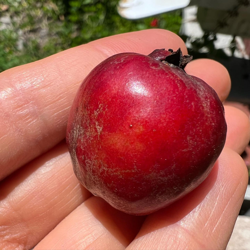 Strawberry Guava