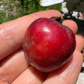 Strawberry Guava