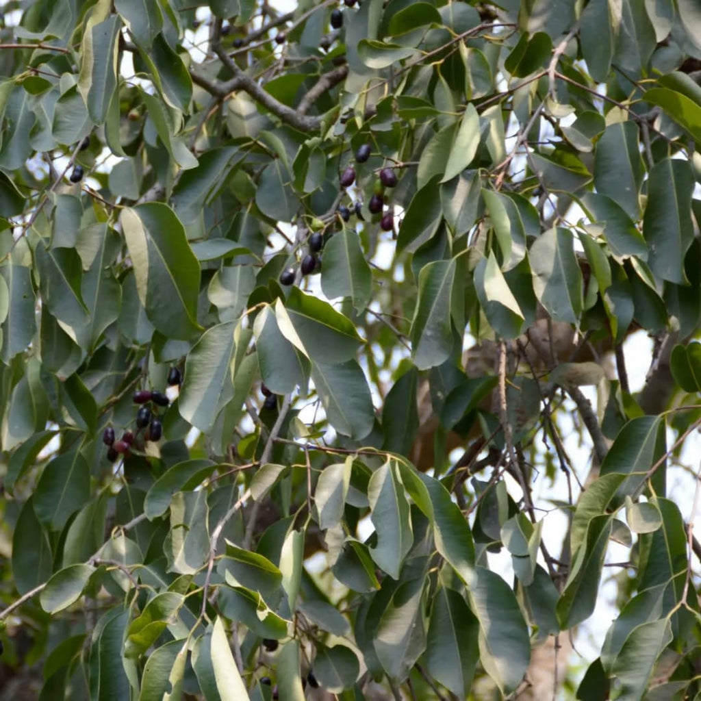 Jamun Tree