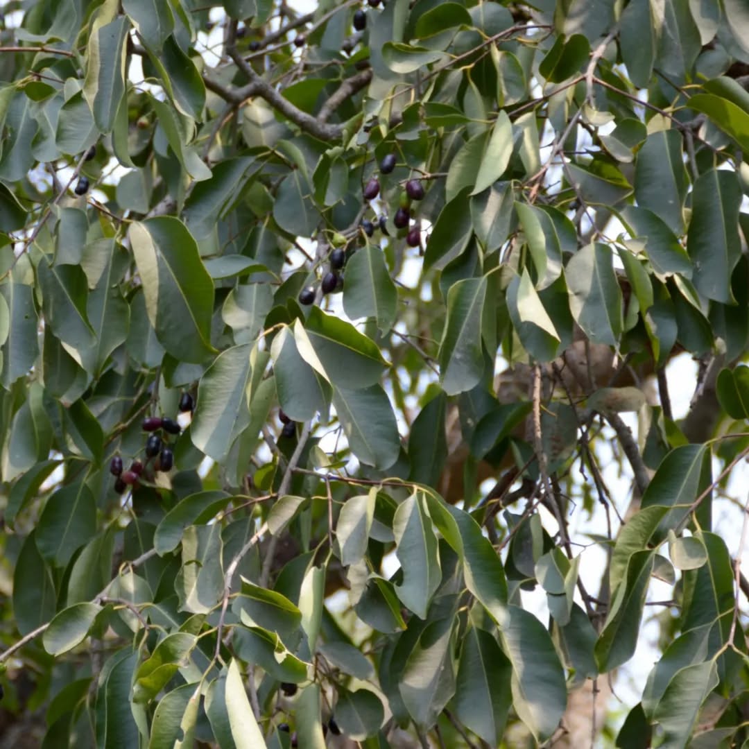 Jamun Tree