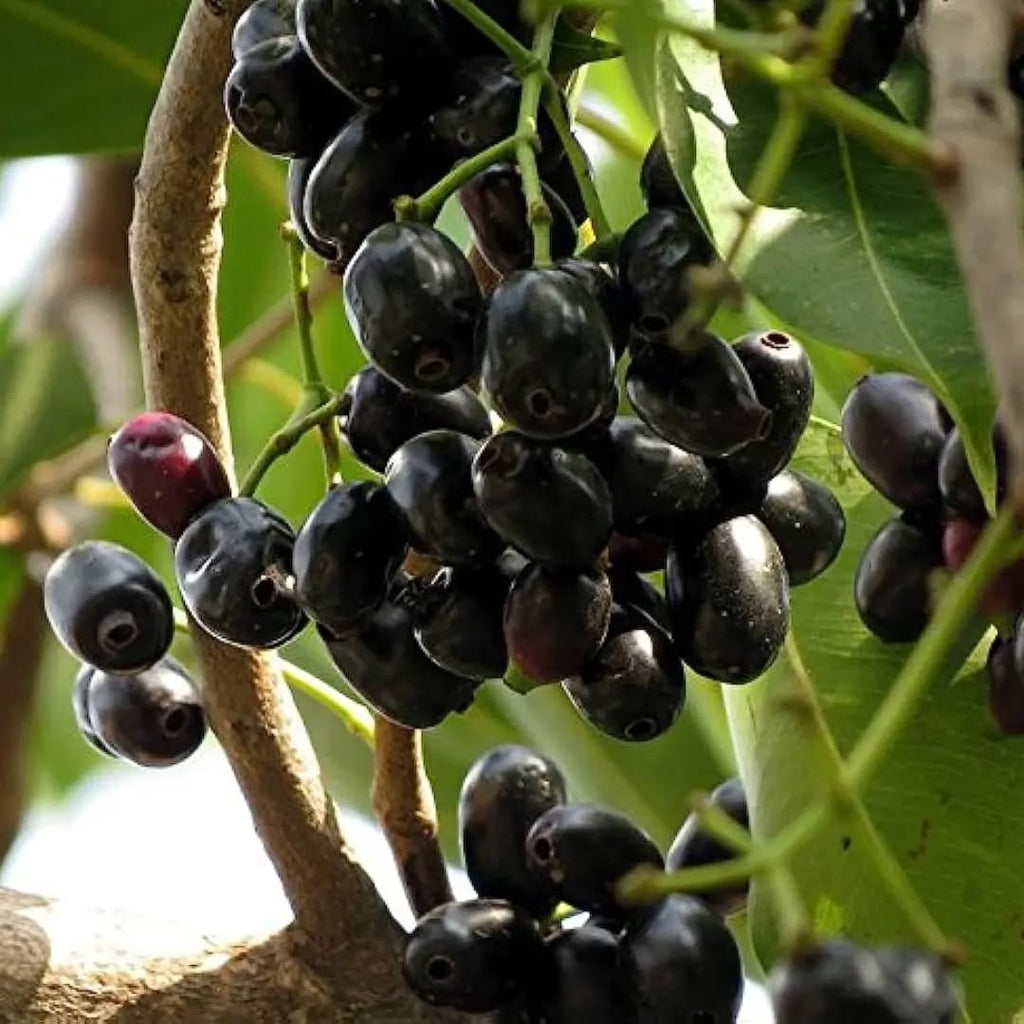 Jamun Tree
