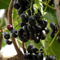 Jamun Tree