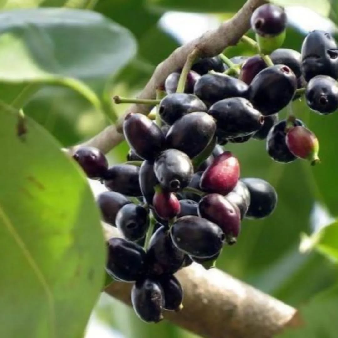 Jamun Tree