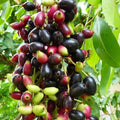 Jamun Tree