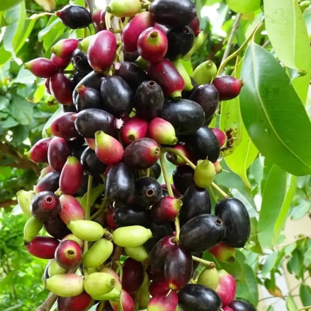 Jamun Tree