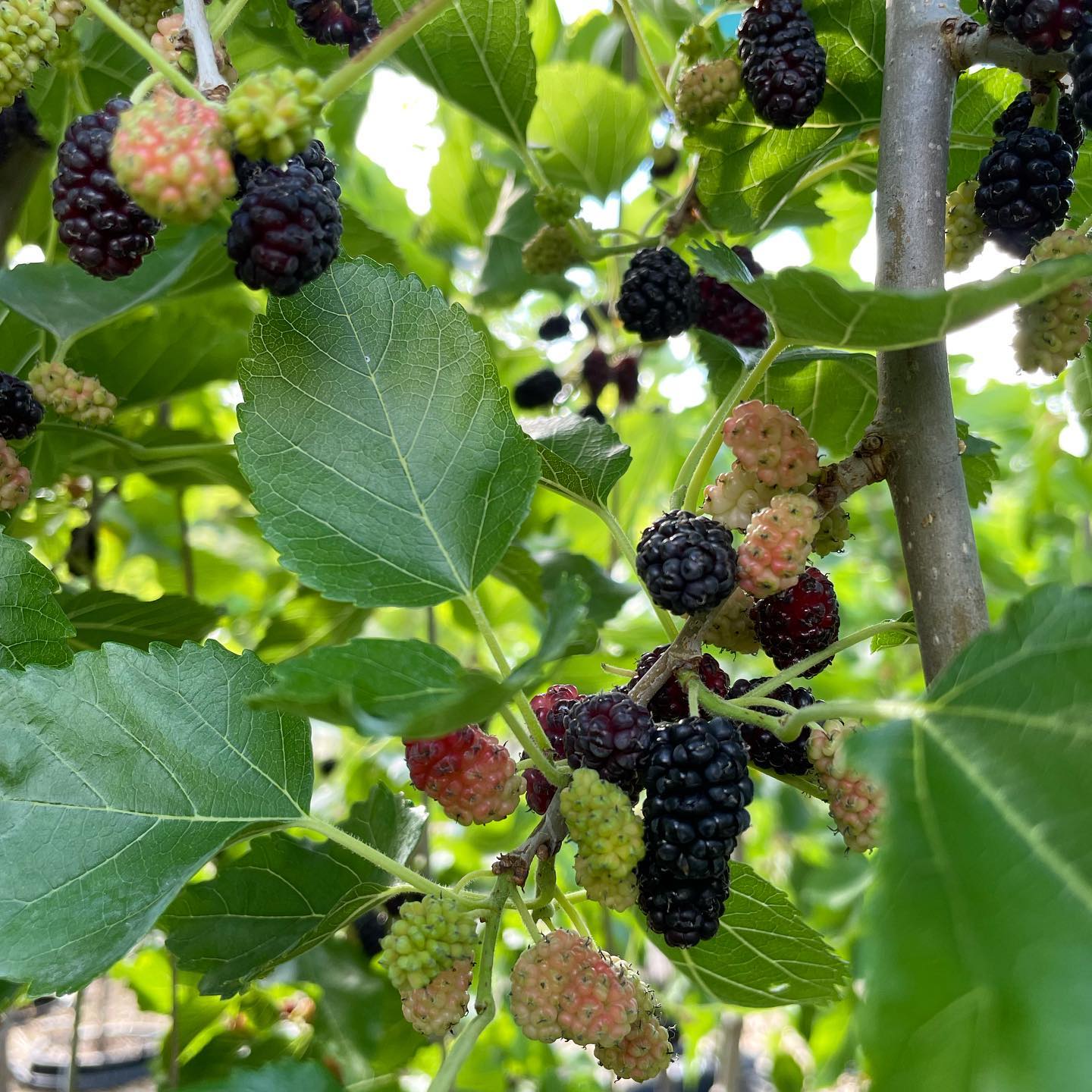 Mulberry Tree (Black Shehtoot)