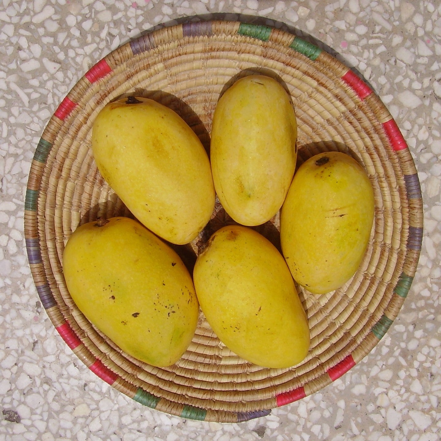 Mango Tree (Chaunsa Variety – White & Black Types)