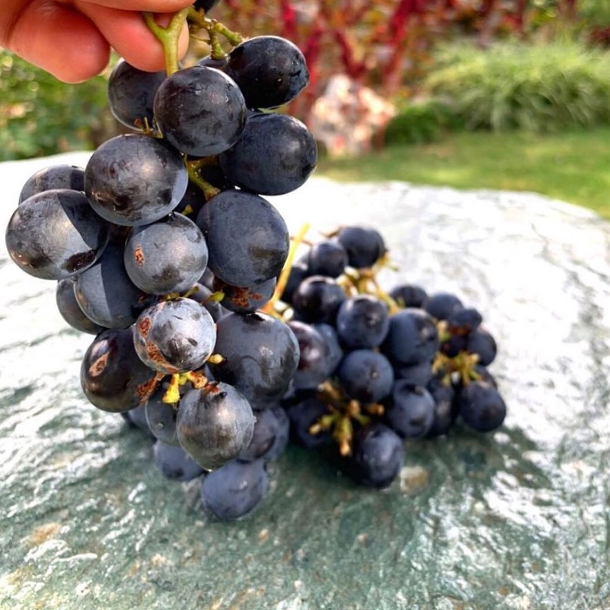 Black Grape Vine (Vitis vinifera – Classic Sweet Table Grapes)