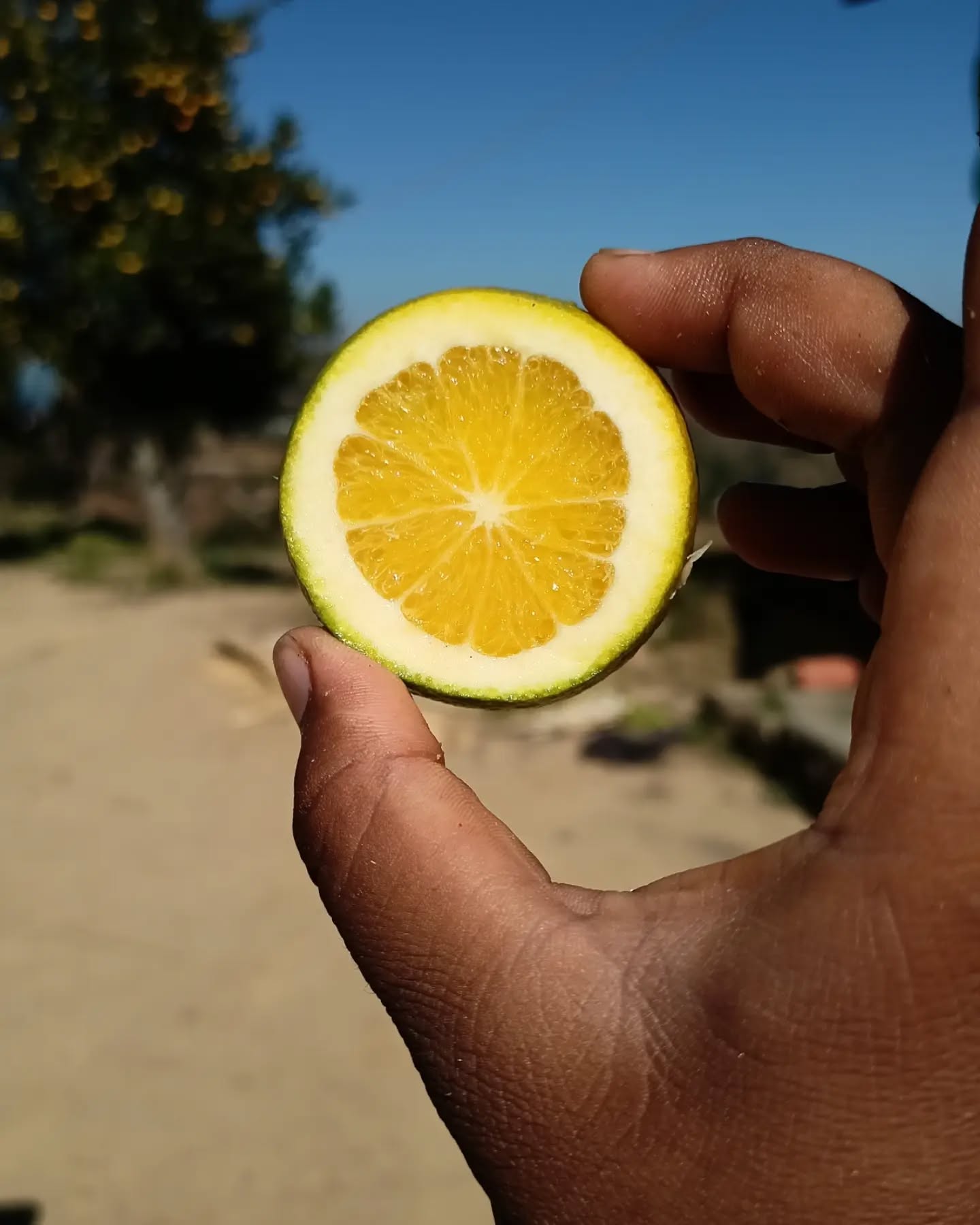 Sweet Lime Tree (Mitha Nimboo)