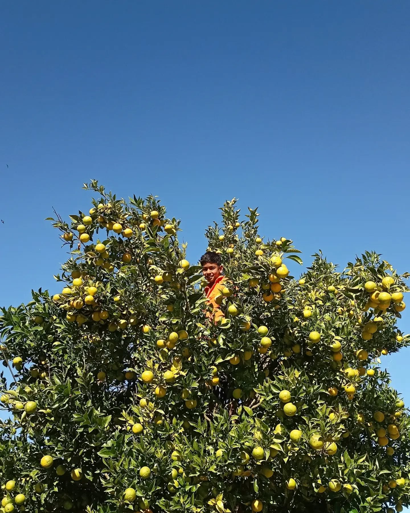 Sweet Lime Tree (Mitha Nimboo)