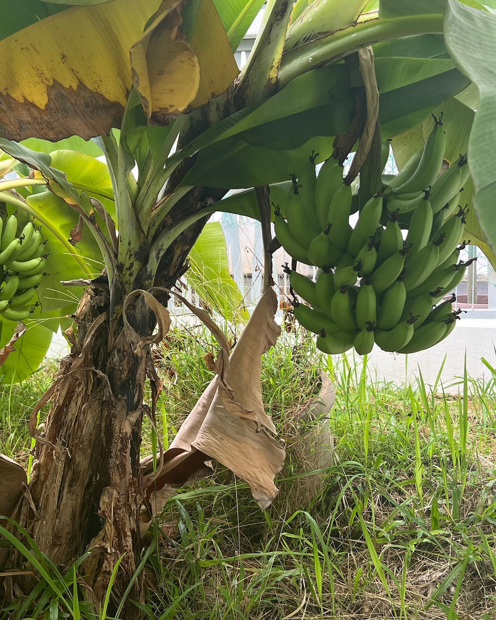 Banana Tree (Dwarf Variety)