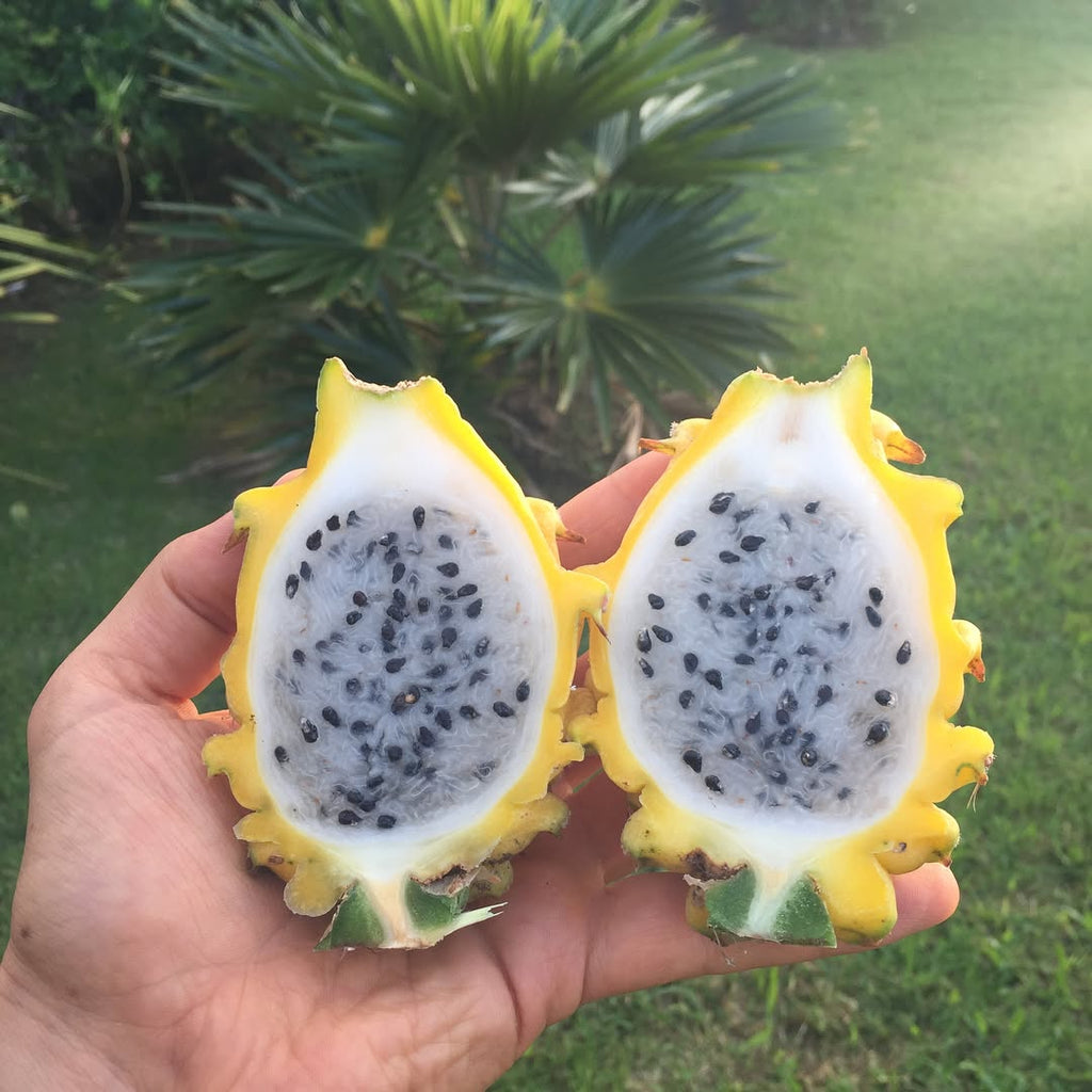 Dragon Fruit Plant (Yellow Variety – Selenicereus megalanthus)