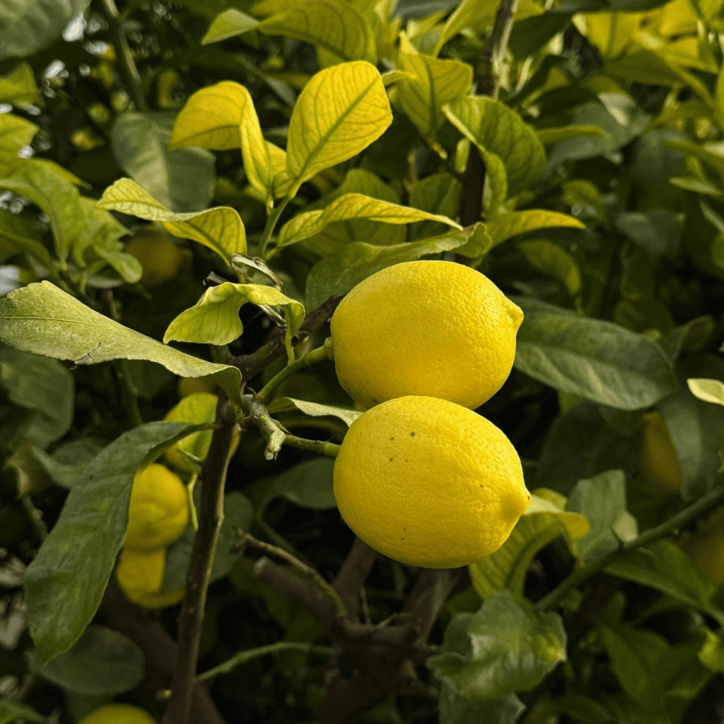 Desi Lemon Tree