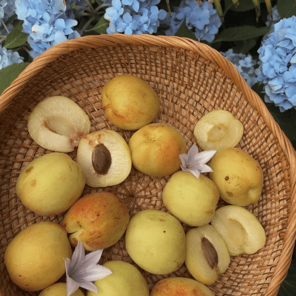 Apricot Tree