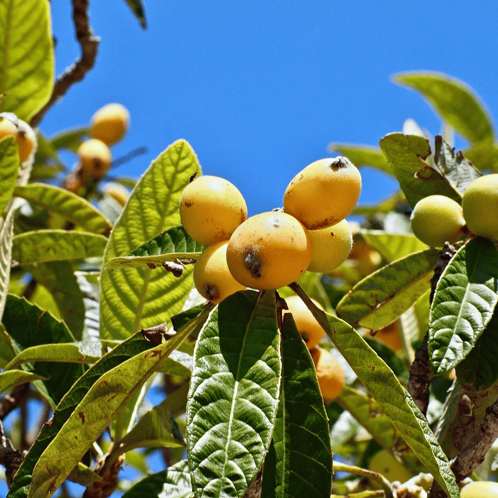 Loquat Tree