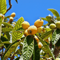 Loquat Tree