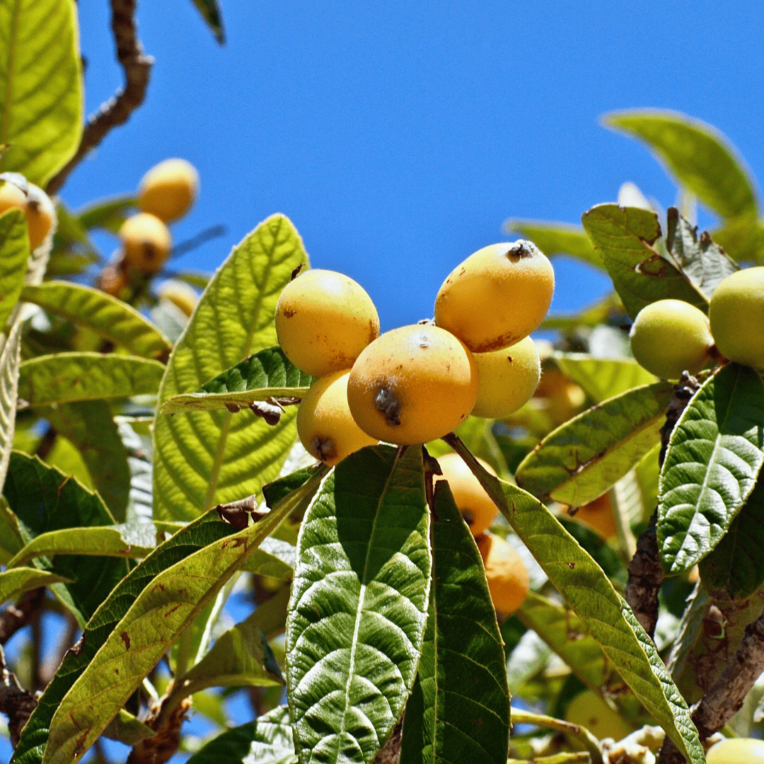 Loquat Tree