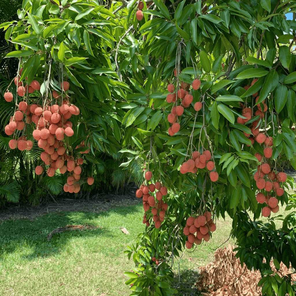 Lychee Tree