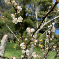 Cherry Plum Tree