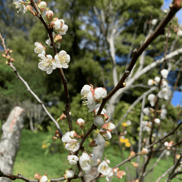 Cherry Plum Tree