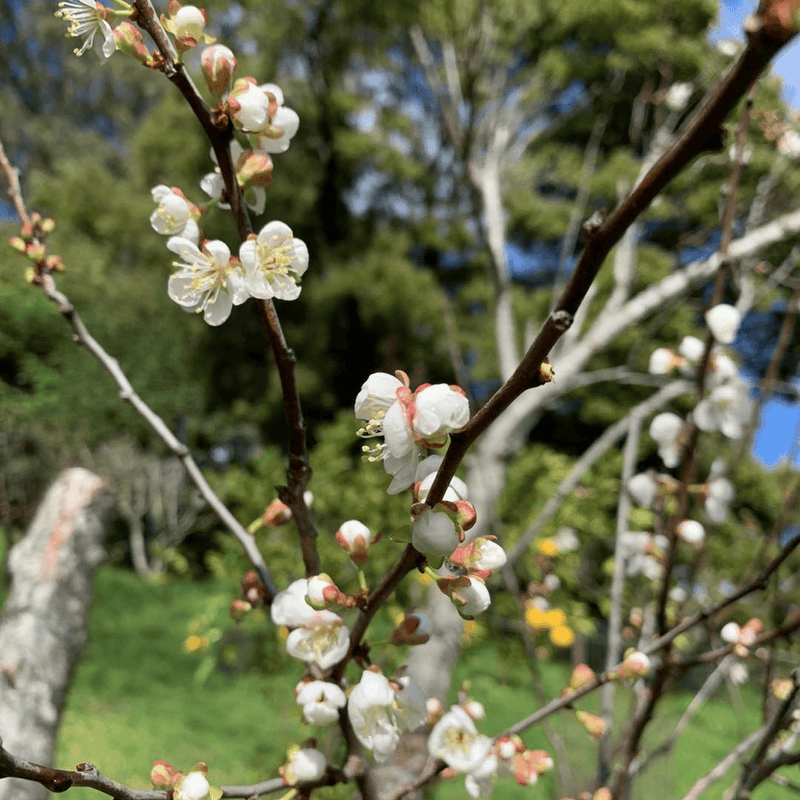 Cherry Plum Tree