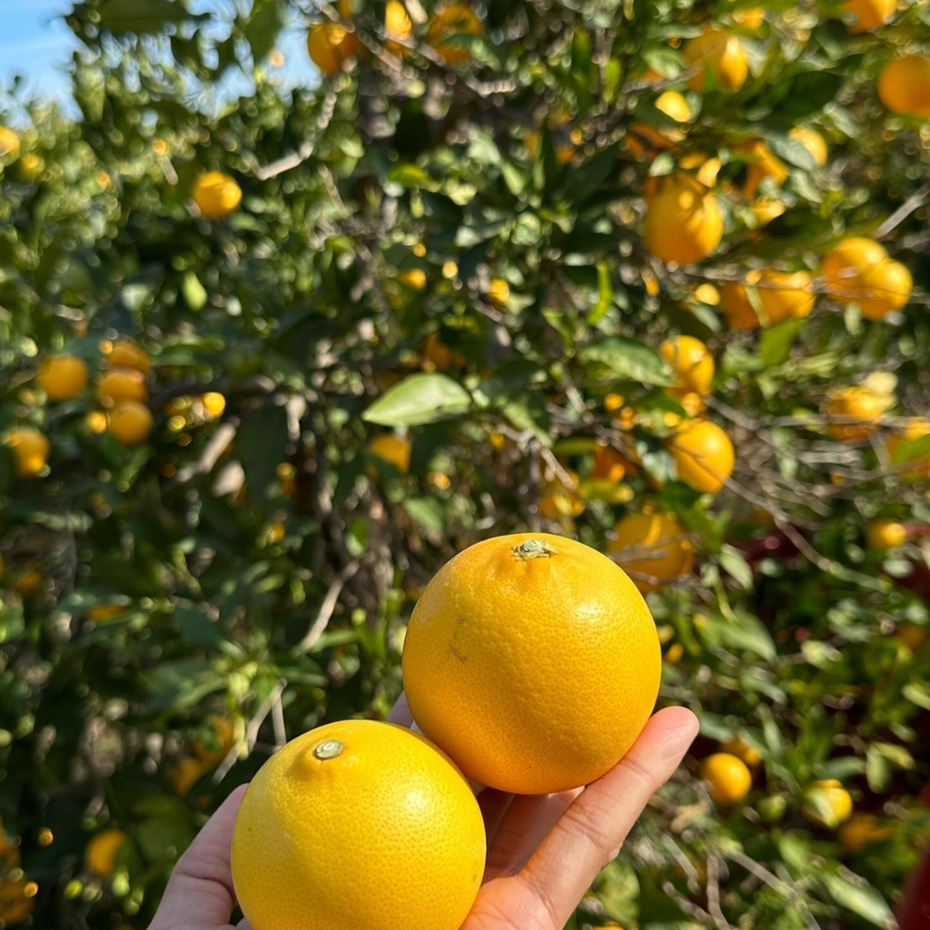 Tarocco Orange Tree