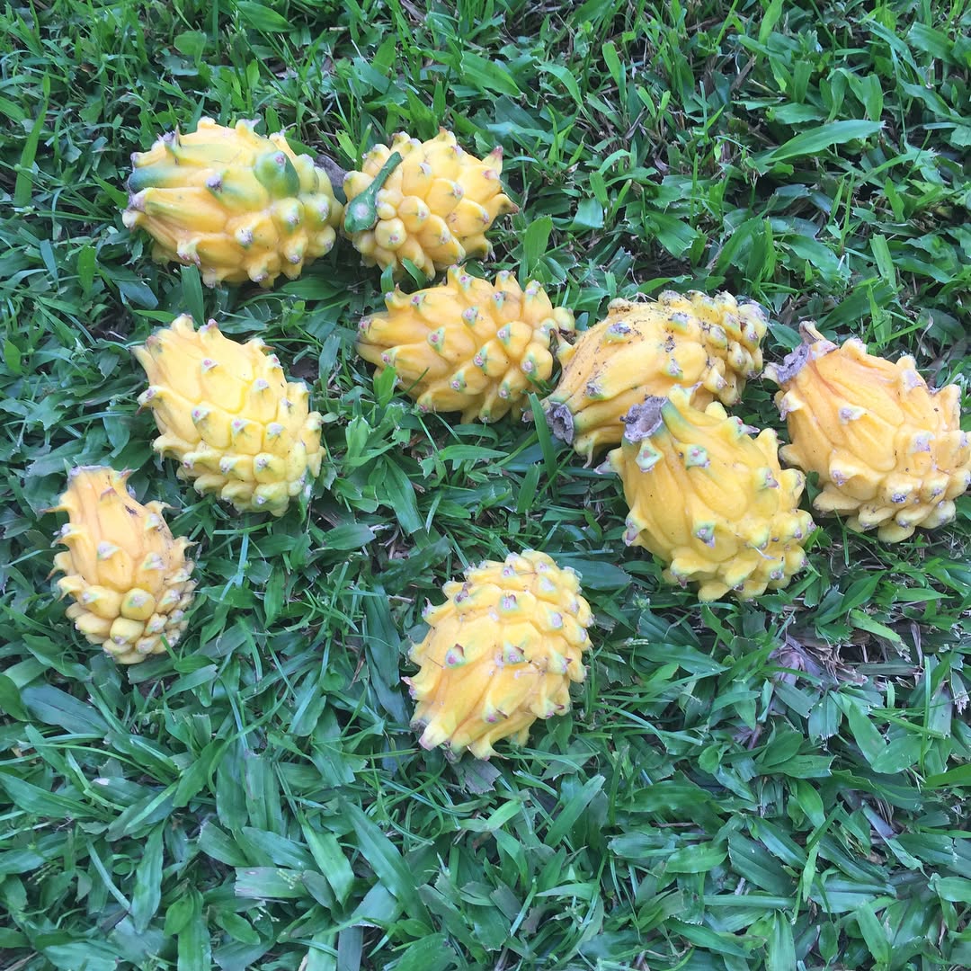 Dragon Fruit Plant (Yellow Variety – Selenicereus megalanthus)