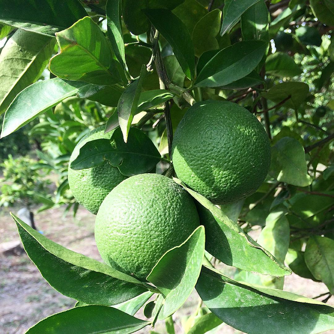 Sanguinello Orange Plant in Pakistan