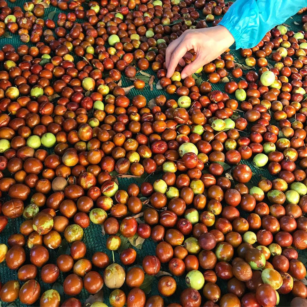 Jujube Tree