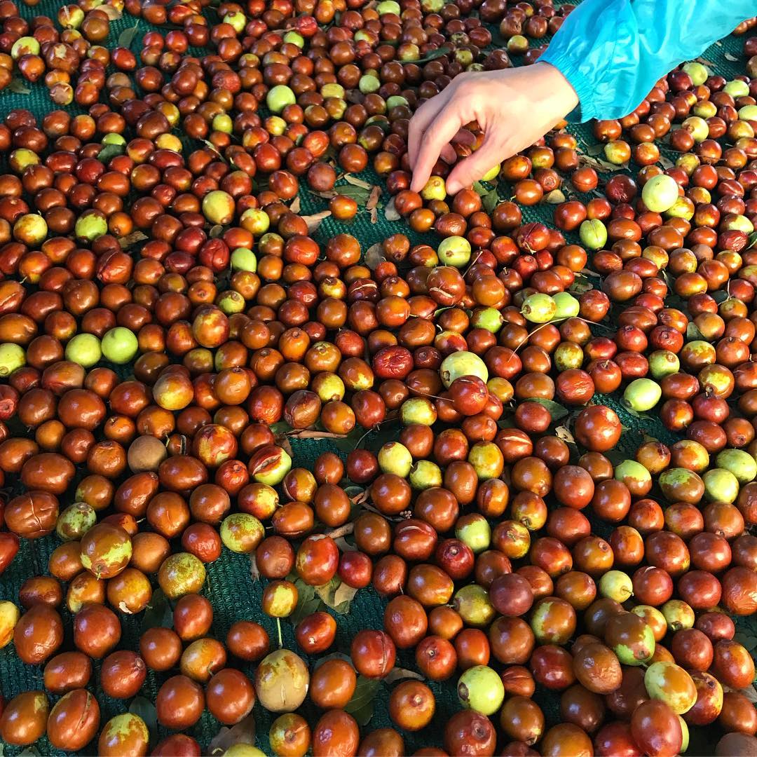 Jujube Tree