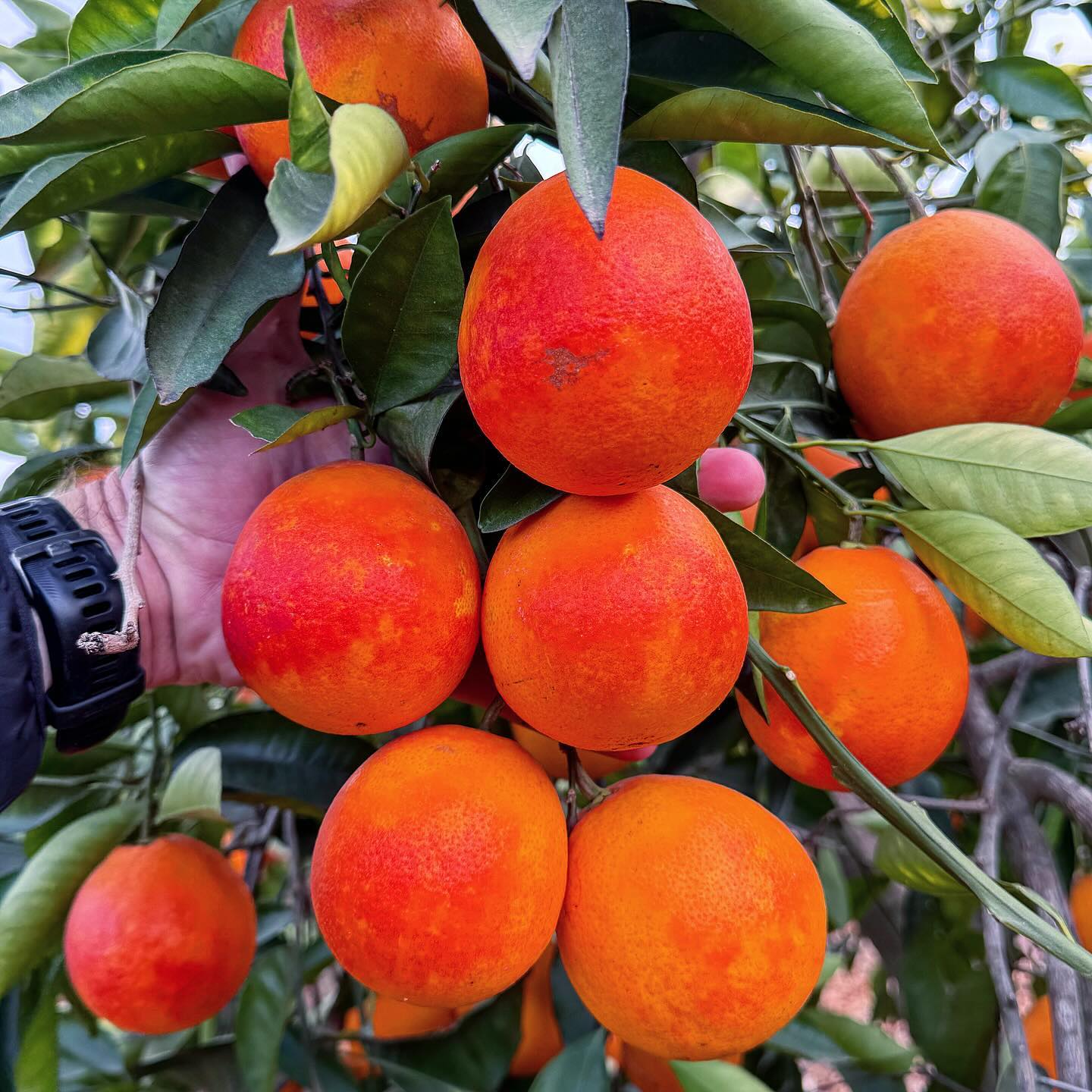Blood Orange Plant (Moro/Sanguinelli)