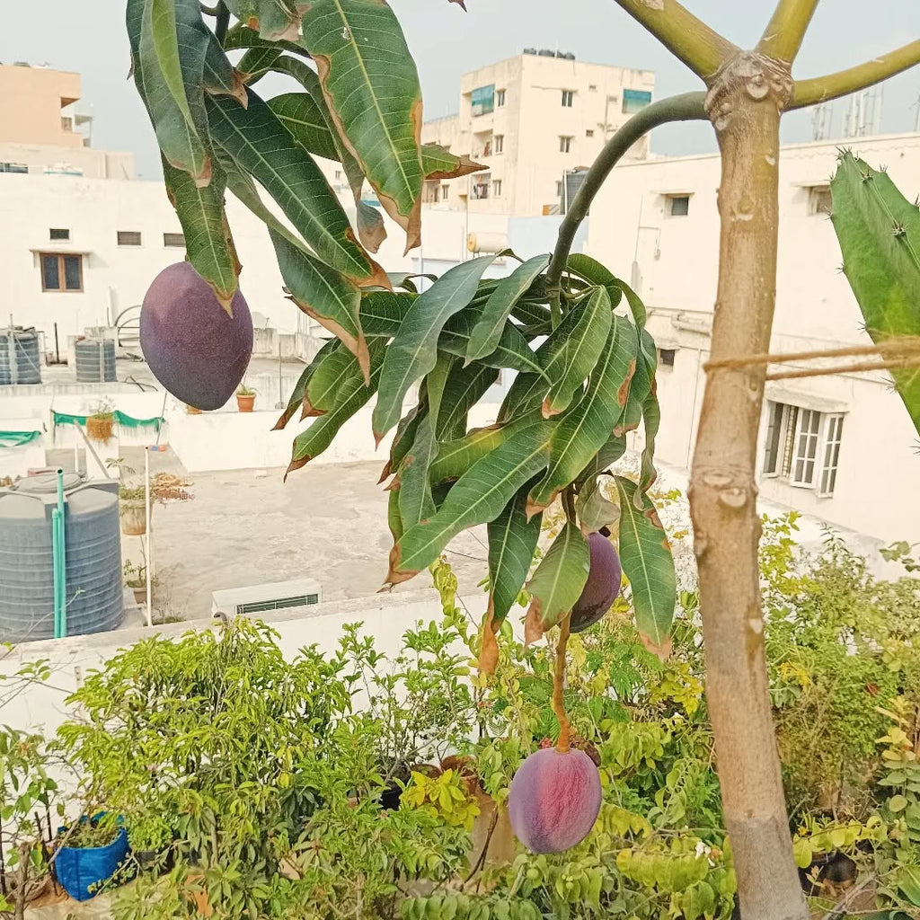 Mango Tree (Miyazaki Variety – The World's Most Luxurious Mango)