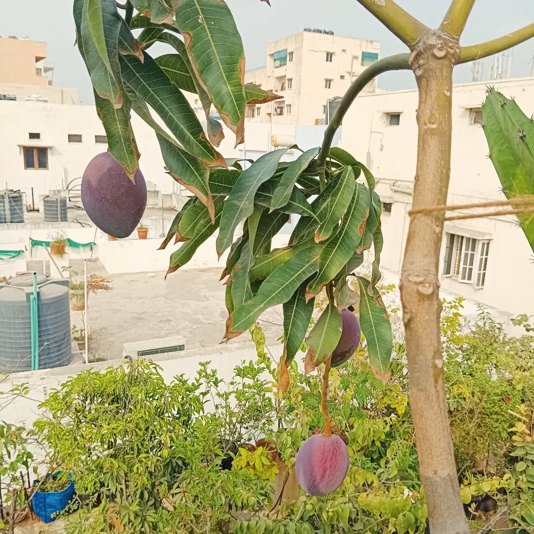 Mango Tree (Miyazaki Variety – The World's Most Luxurious Mango)