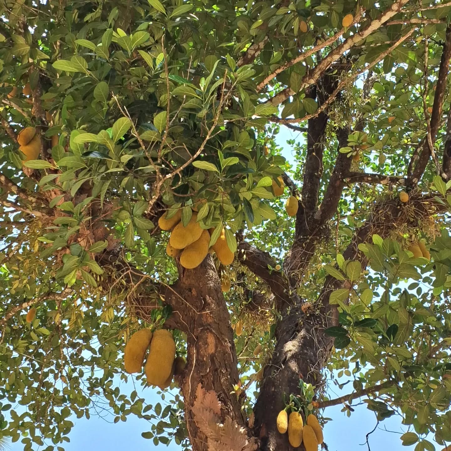 Jackfruit Tree