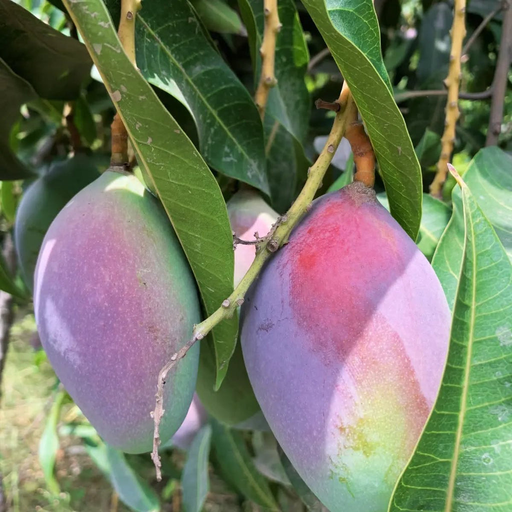 Mango Tree (Miyazaki Variety – The World's Most Luxurious Mango)