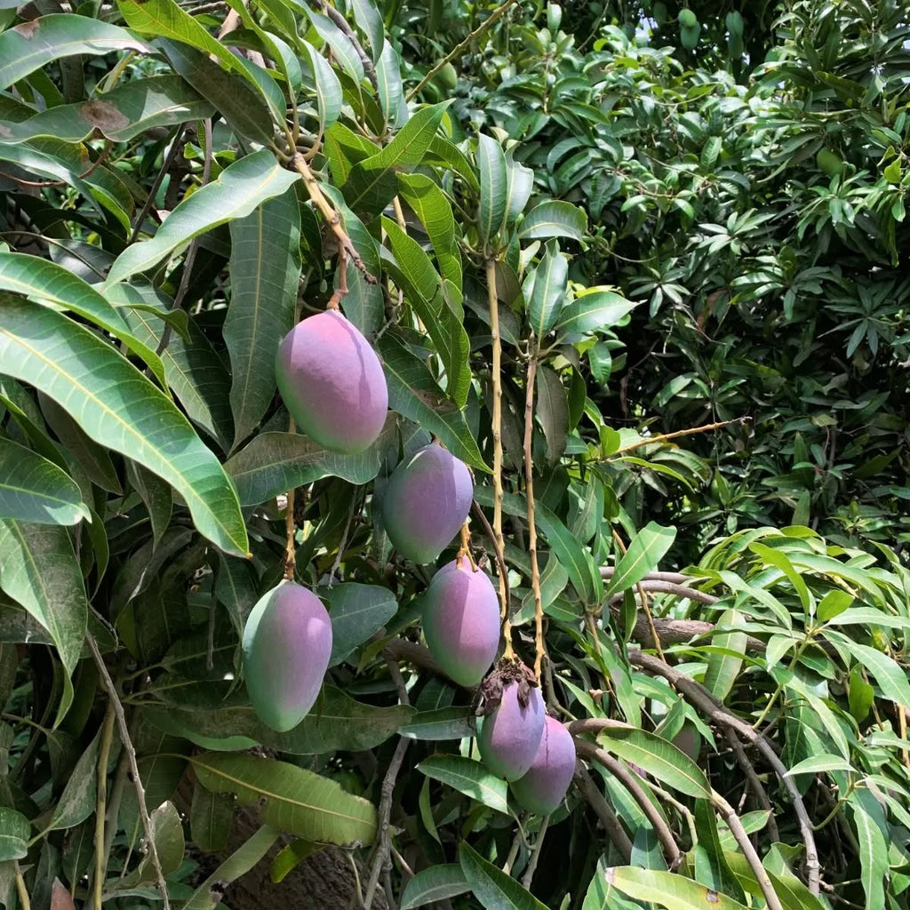 Mango Tree (Miyazaki Variety – The World's Most Luxurious Mango)