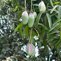 Mango Tree (Chaunsa Variety – White & Black Types)