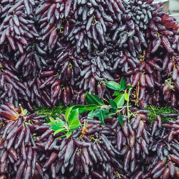 Witch Finger Grape Vine (Elongated Black Grape – Vitis vinifera)